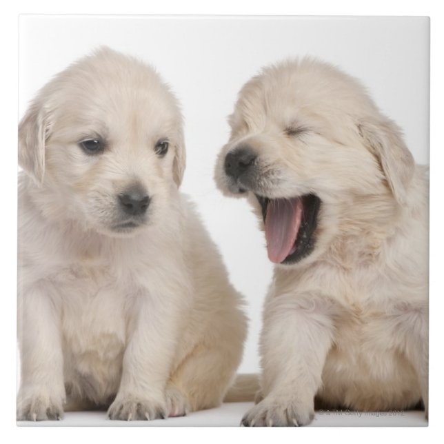 Carreau Chiots de golden retriever (Devant)