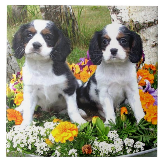 Carreau Chiots d'épagneul du Roi Charles (Devant)