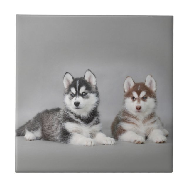 Carreau Chiots husky sibériens (Devant)