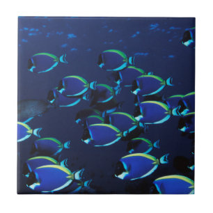 Carreau Chirurgien bleu poudre en banc