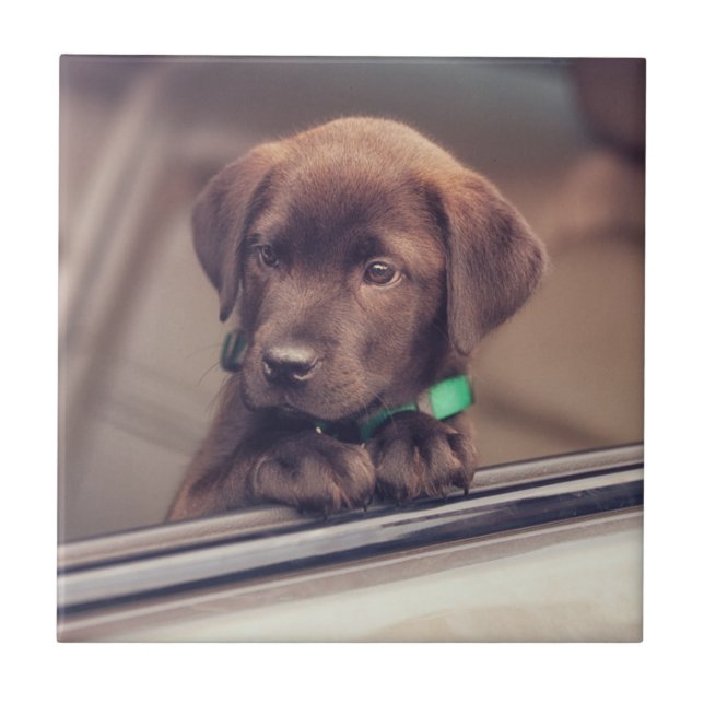 Carreau Chocolat Labrador Puppy In Car (Devant)