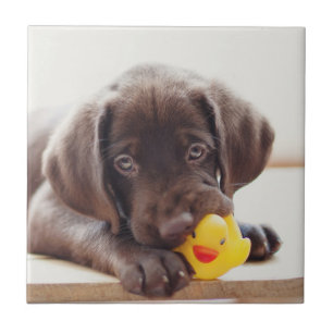 Carreau Chocolat Labrador Puppy With Toy Duck