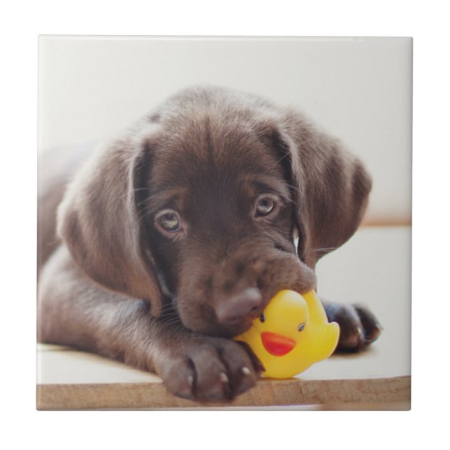 Carreau Chocolat Labrador Puppy With Toy Duck (Devant)