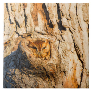 Carreau Chouette à cris de l'Est