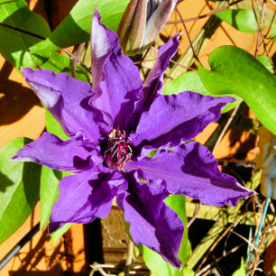 CARREAU CLEMATIS