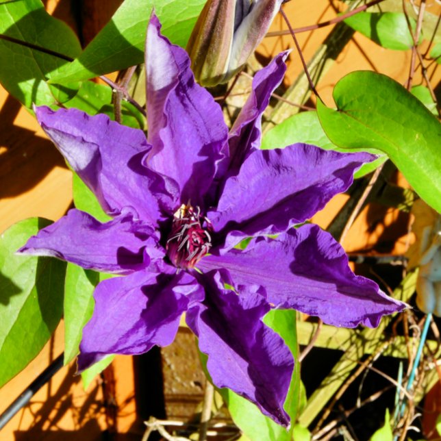 CARREAU CLEMATIS (Créateur téléchargé)