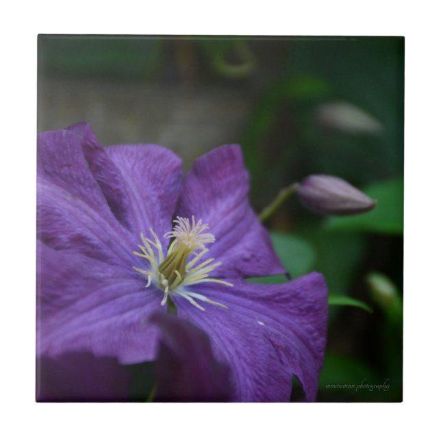 Carreau Clematis pourpre (Devant)