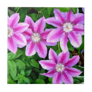 Carreau Clématite rose et origan sauvage