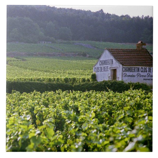 Carreau Clos de Beze Grand Cru de Chambertin (Devant)