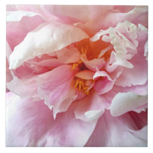 Carreau Closeup des pivoines roses pâles