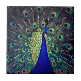 Carreau Cobalt Blue Peacock