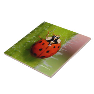 Carreau Coccinelle sur la tige de tournesol