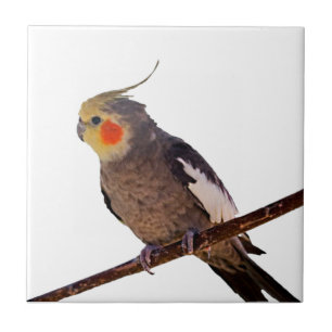Carreau Cockatiel gris et jaune Pet Oiseau couleur photo