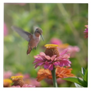 Carreau Colibri avec des Zinnias