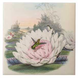 Carreau Colibri Chlorostilbon Portmanni par Gould