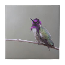 Colibri de Costa