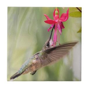 Carreau Colibri favori Fuchsia