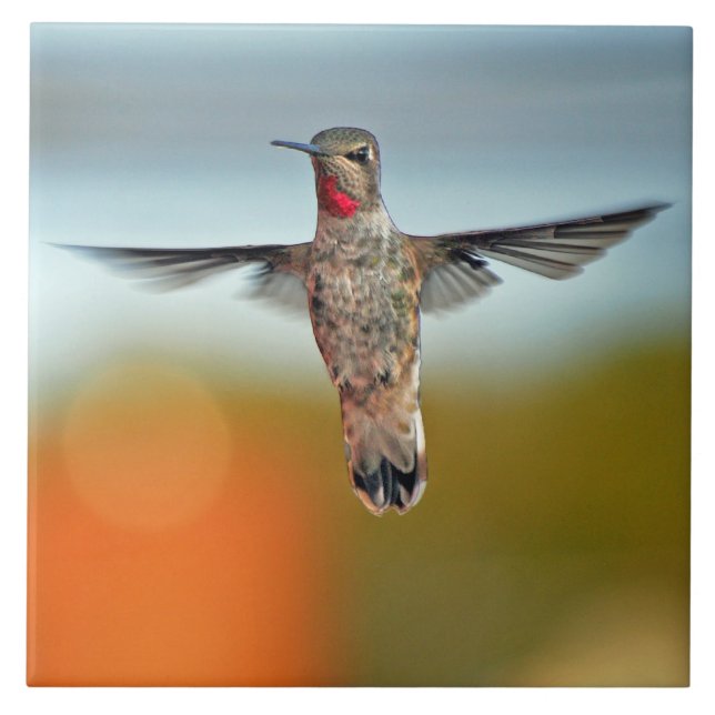 Carreau Colibri planant (Devant)
