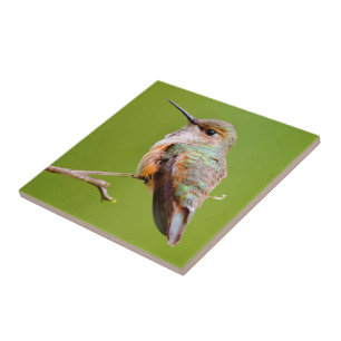 Carreau Colibri roux assis en Californie Lilac