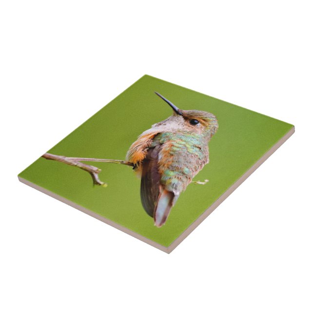 Carreau Colibri roux assis en Californie Lilac (Côté)