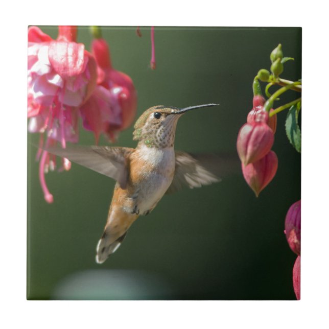Carreau Colibri Rufous alimentant sur un fuchsia (Devant)