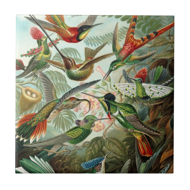 Carreau Colibris par Ernst Haeckel, Oiseaux Vintages (Devant)