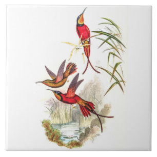 Carreau Colibris vintage par John Gould