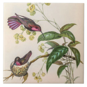 Carreau Colibris vintage par John Gould