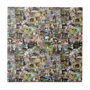 Carreau Collage de photos de chiens,