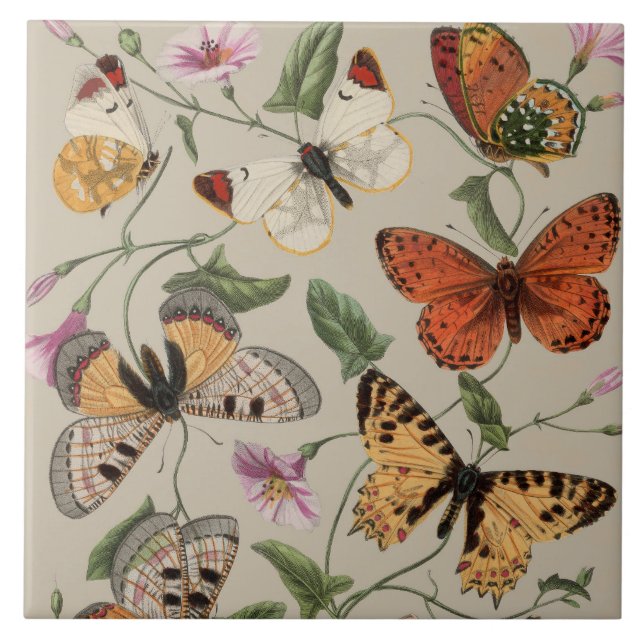 Carreau Collection de la papillon Moth Nature Dessin (Devant)