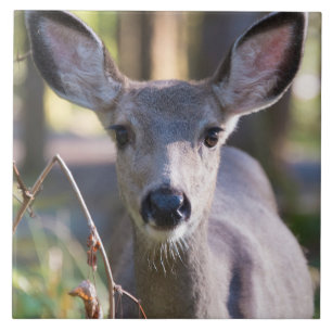 Carreau Colombien Doe à queue noire   État de Washington