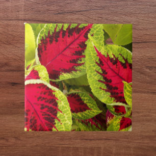 Carreau Coloré Coleus Feuille Floral