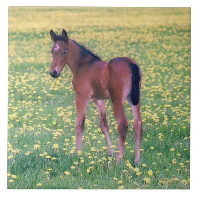 Carreau Colt dans le champ de Dandelion (Devant)