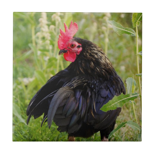 Carreau Combattre le coq (Devant)