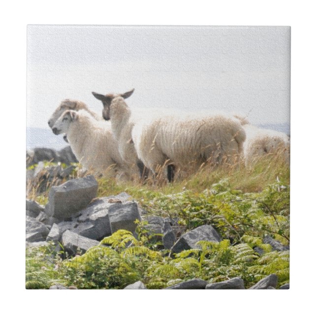 Carreau Conceptions originales - Moutons dans un champ (Devant)