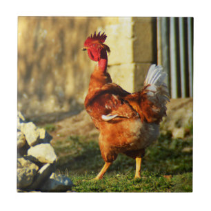 Carreau Coq français