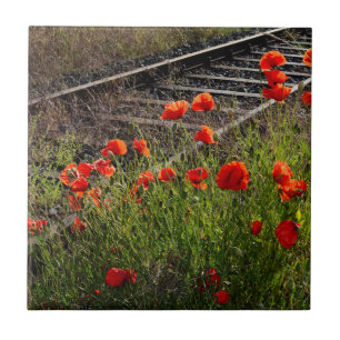 Carreau Coquelicot sauvage   
