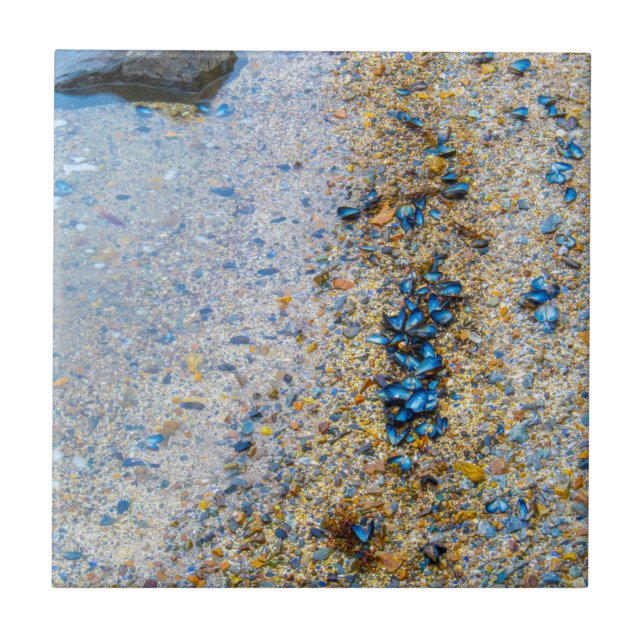 Carreau Coques de moules dans le Maine (Devant)