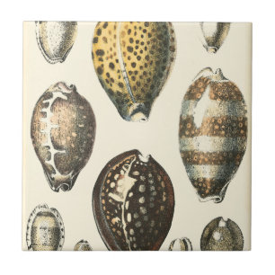 Carreau Coquillages uniquement formés