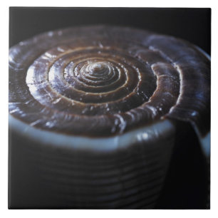 Carreau Coquille de cône