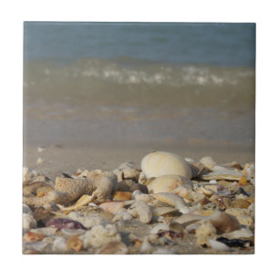 Carreau coquilles, plage, eau, sable, mer, maritime, photo