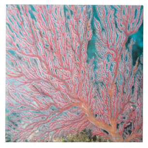 Carreau Corail de Gorgonian 3