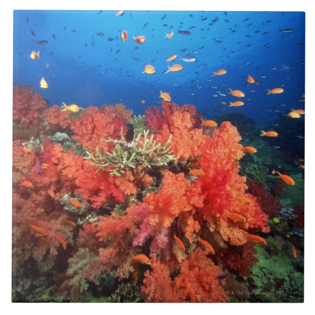 Carreau Corail et poissons (Devant)