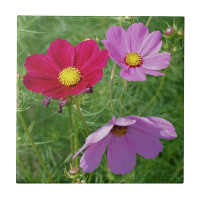 Carreau Cosmos Flower Trio Nature (Devant)