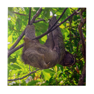 Carreau Costa Rica - Happy Lazy Sloth, Antonio Manuel NP
