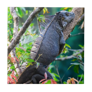 Carreau Costa Rica, Muelle - Lazy Iguana reposant dans un 