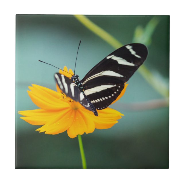 Carreau Costa Rica - Papillon Heliconius Charitonia (Devant)