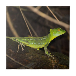 Carreau Costa Rica, Tortuguero - Emerald Basilisk Lizard