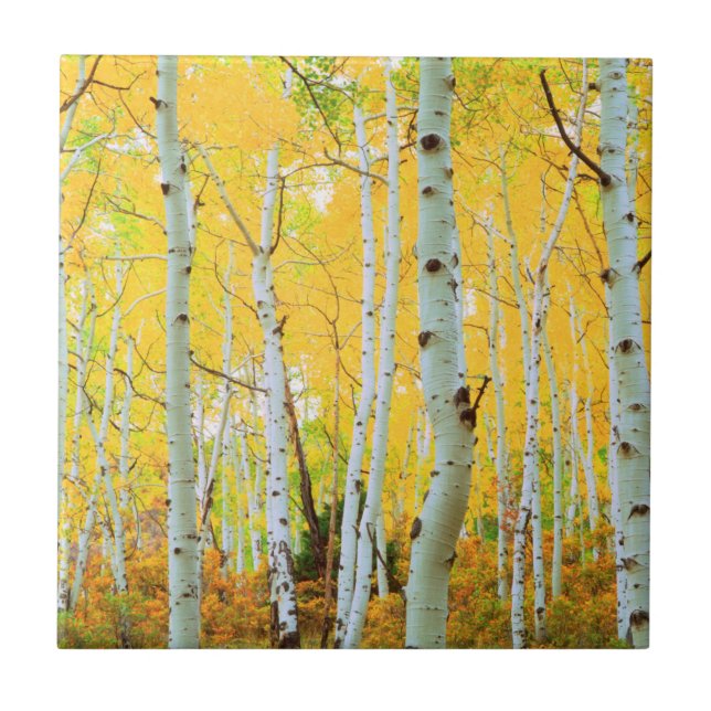 Carreau Couleurs automnales des arbres d'Aspen 1 (Devant)