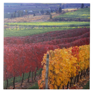 Carreau Couleurs d'automne rouges et jaunes intenses sur G